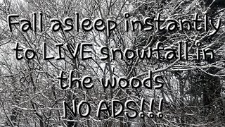 Fall asleep instantly with this beautiful LIVE snowfall in the woods of New Jersey 2024 [upl. by Eentirb]