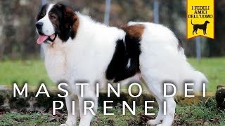 MASTINO DEI PIRENEI trailer documentario [upl. by Rodolph973]