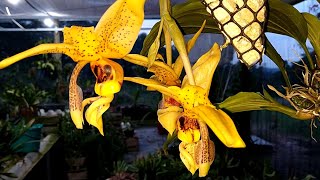 STANHOPEA Orquídea Exótica 😍 parece um Pássaro  Beija Flor  como cuidar dela [upl. by Ezar]