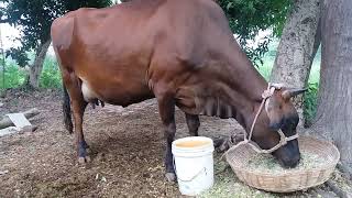 animalshortsjammuampkashmirindiaRussiaUKUSAjarsi cowPlease like and subscribe [upl. by Ayikat]