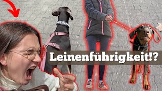 LEINENFÜHRIGKEIT mit 6 Monate DOBERMANN Junghund  So läuft ein Spaziergang ab [upl. by Wurtz349]