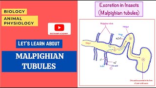 Excretion in insects Malpighian tubules  Biology  Online Biology Class [upl. by Nagaer483]