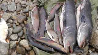 Рыбалка в Якутии Ловля тайменя Fishing in Yakutia ЯкутияСибирьGoldenAldanru [upl. by Haelem]