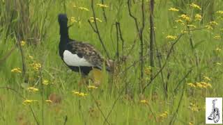 The Bengal Florican [upl. by Rimidalb]