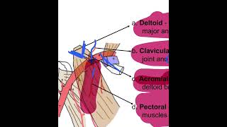 Anatomy UL Axillary Artery Vein Lymph Nodes 8B [upl. by Marylinda392]