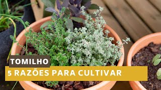 5 Razões para cultivar tomilho em casa [upl. by Buzzell]