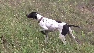 Bildircin Avi Yenibosna Avci Dernegi 30 Ekim 2010 Quail Hunting in Turkey [upl. by Eimma]