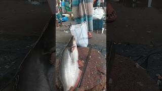 Amazing Big Pangasius Fish Cutting Skills shorts [upl. by Schoenberg]