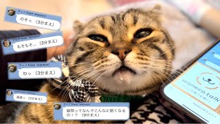 猫とのLINEが終始爆笑する結果に、、笑！「waneco talk ワネコ」 [upl. by Notyalk]