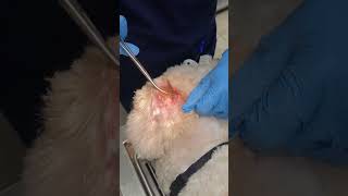 Severe dog ear hair matts earhair matts dogmatted veterinarian gross painful satisfying [upl. by Cassi942]