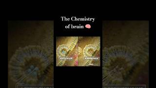 Brain Chemistry How Synapses Communicate 🧠✨ brain Neuroscience BrainChemistry SynapseScience [upl. by Ahsekim]