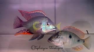 Otopharynx tetrastigma  Coverlens Cichlids  Bandung [upl. by Gleda]