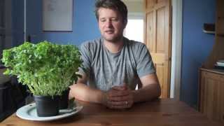 QuickTip How To Care For ShopBought Basil Plants  TheCoolKitchen [upl. by Asoj]