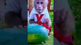 How the monkey stole the watermelon [upl. by Adah]