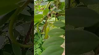 senna angustifolia pods  blood purifier  laxative  skin care medicinalplants9 viral [upl. by Chyou]