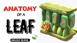 Anatomy of a Leaf  Anatomy of Flowering Plants  Biology Bloom neet [upl. by Aramaj273]