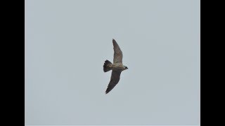 Peregrine Falcons in NYC [upl. by Ark]