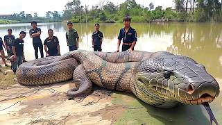 10 Biggest Snakes Ever Discovered [upl. by Flann580]