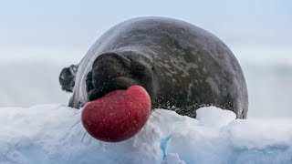 World’s Strangest Mating Technique  Frozen Planet II  BBC Earth [upl. by Allsun]