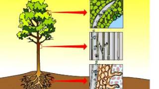 Transpiration in a plant [upl. by Ronica]