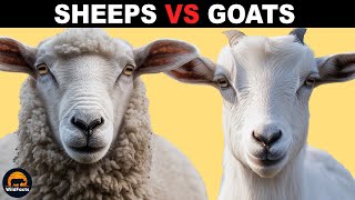 What Is the Difference Between Sheeps and Goats [upl. by Eluj113]