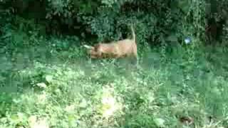 Zoldmali Tucsok wirehaired vizsla puppy and his hare prey [upl. by Encratia]