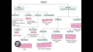 Epithelium and its Types [upl. by Lacy186]