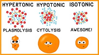 Hypertonic Hypotonic and Isotonic Solutions [upl. by Aiekahs]