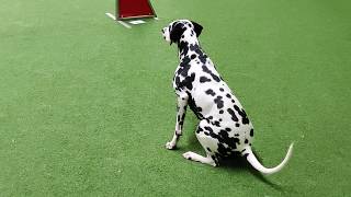 Dalmatian dog Kerttu  Obedience and agility training September 2019 [upl. by Ydurt878]