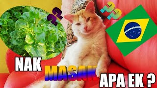 10 BAHAN RESEPI BAYAM BRAZIL MASAK LEMAK CILI API BERSAMA DAGING  PASTI SEDAP  ASMR COOKING RECIPE [upl. by Aihsekyw]