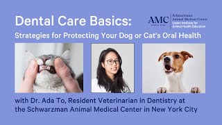 Dental Care Basics Strategies for Protecting Your Dog or Cats Oral Health [upl. by Sanez]