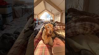 Camping with my dog in the biggest inflatable tent ⛺️ [upl. by Yelac]