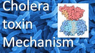 Cholera toxin mechanism [upl. by Leahcimnhoj304]