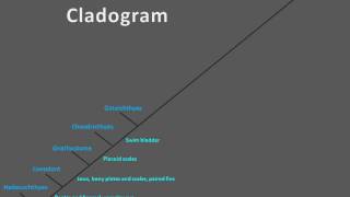 Evolutionary Vertebrate Cladogram [upl. by Jard]