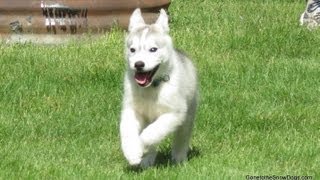 Siberian Husky Puppy Memphiss Story How we got her and Picked her name [upl. by Marius]