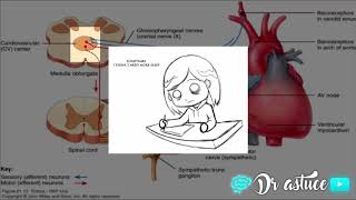 🔴 LA REGULATION DE PRESSION ARTERIELLE CLAIRE EN 10 MIN  COURT TERME 2017   DR ASTUCE [upl. by Enegue]