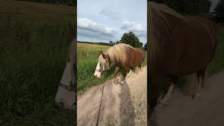 Summer walks with my Schwarzwälder Kaltblut mare REDE [upl. by Richella]