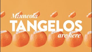 Minneola tangelos  Back In Season  Sunkist ​ [upl. by Medovich]