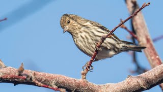 Pine Siskin Calls [upl. by Phare]