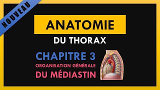 Anatomie Du Thorax  Chapitre 3  Organisation générale du médiastin [upl. by Hajar]