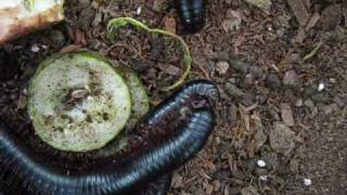 Giant African Millipedes mating [upl. by Enitsenrae431]