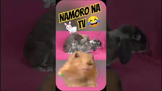 Os Coelhos Namorando 😂 pets shorts meme humor animaisengraçados [upl. by Katheryn]