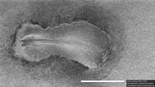 Early chick embryo development somitogenesis [upl. by Eddina]