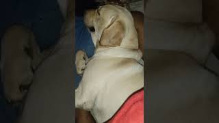 Chello thungura alage thani than doglover chibi dogfunnymoments labrador [upl. by Becket200]