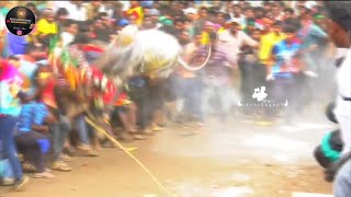 Giddampatti Eruthukattu mass  Krishnagiri Jallikattu Lover  Krishnagiri Eruthukattu Jallikattu [upl. by Hands]