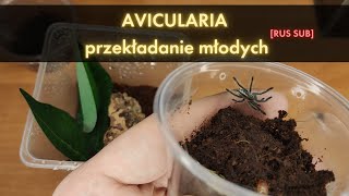 AVICULARIA  przekładanie młodych  METALLICA  BOA VISTA  BRAUNSHAUSENI  IRIDOPELMA RUS SUB [upl. by Lulu]