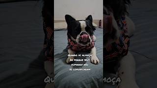 Amo quando isso acontece 😋🐾🐶💙 buldoguefrancesfluffy fluffyfrenchie fluffybuldoguinhopix [upl. by Thelma]