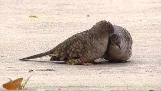 Inca Dove allopreening [upl. by Carleen443]