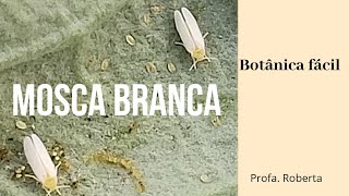 Mosca branca Bemisia tabaci [upl. by Emilia]