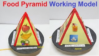 food pyramid working model science project exhibition  biology project  DIY pandit [upl. by Marven]